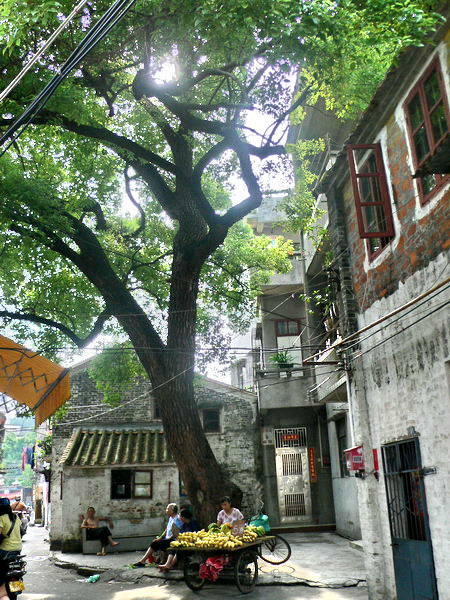 童年的"卖鸡地"!