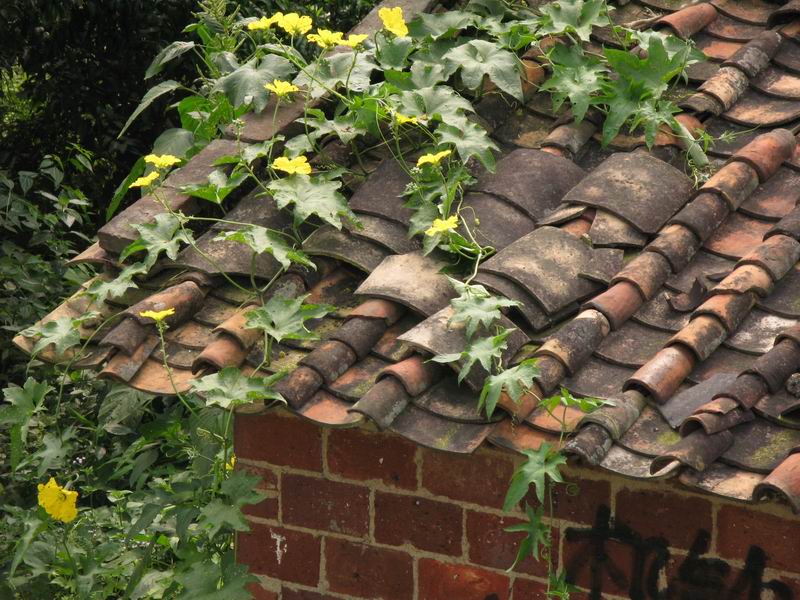 [原创]骑驴觅诗不如策马乘风