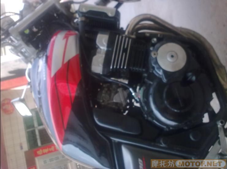 深圳宝安13000元售小魔鬼