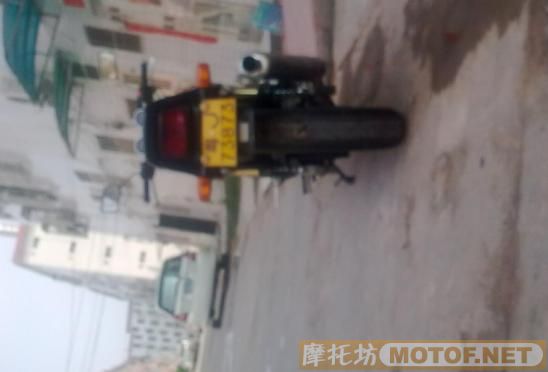 深圳宝安13000元售小魔鬼