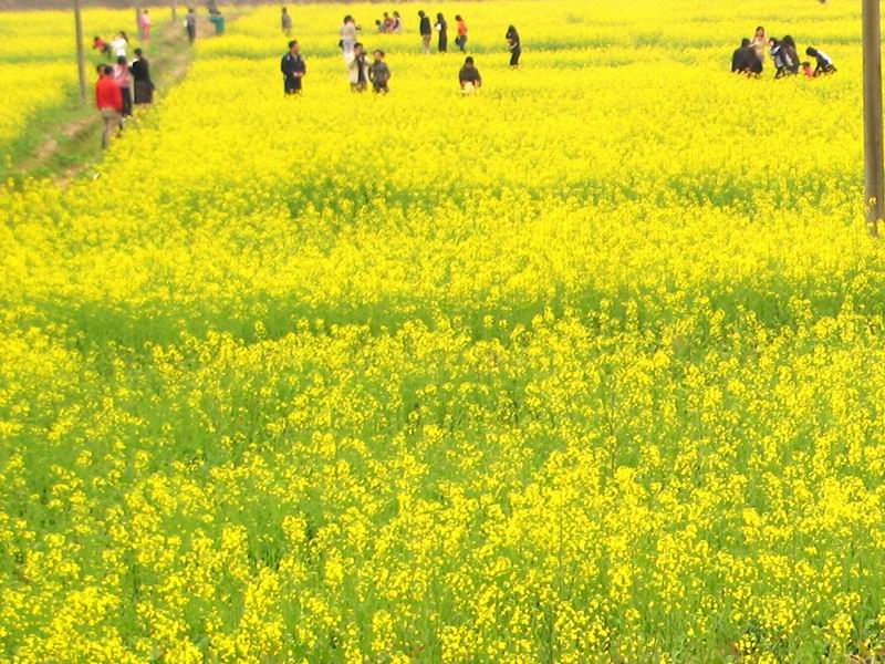 [贴图]花都王子山走马观花