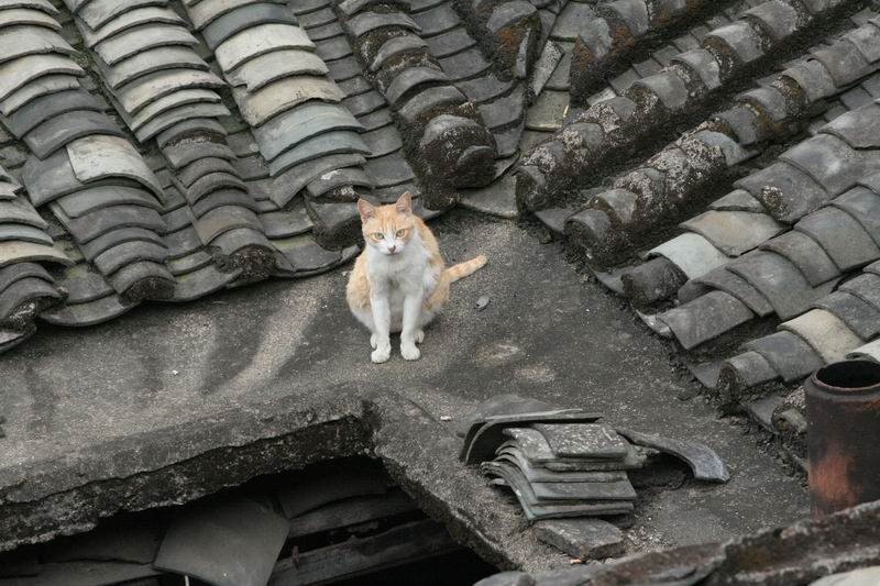 春临饶平