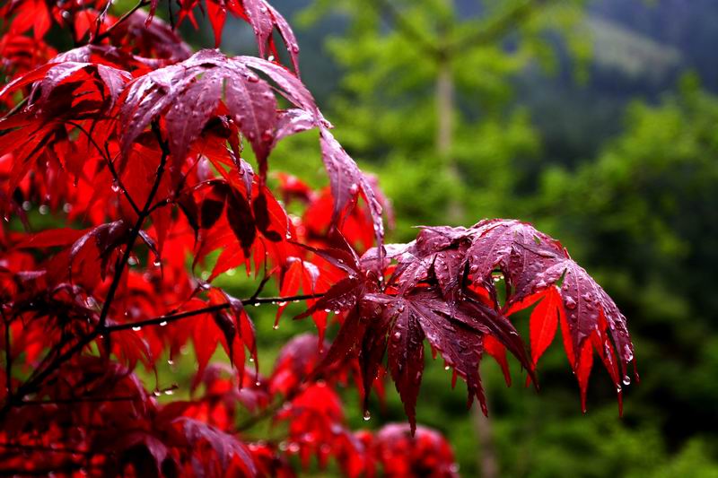 [原创]征途机车盟九寨沟黄龙活动PP