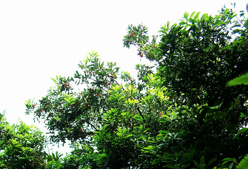 [原创]到最原始的森林，摘最红的杨梅