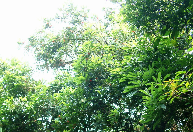 [原创]到最原始的森林，摘最红的杨梅