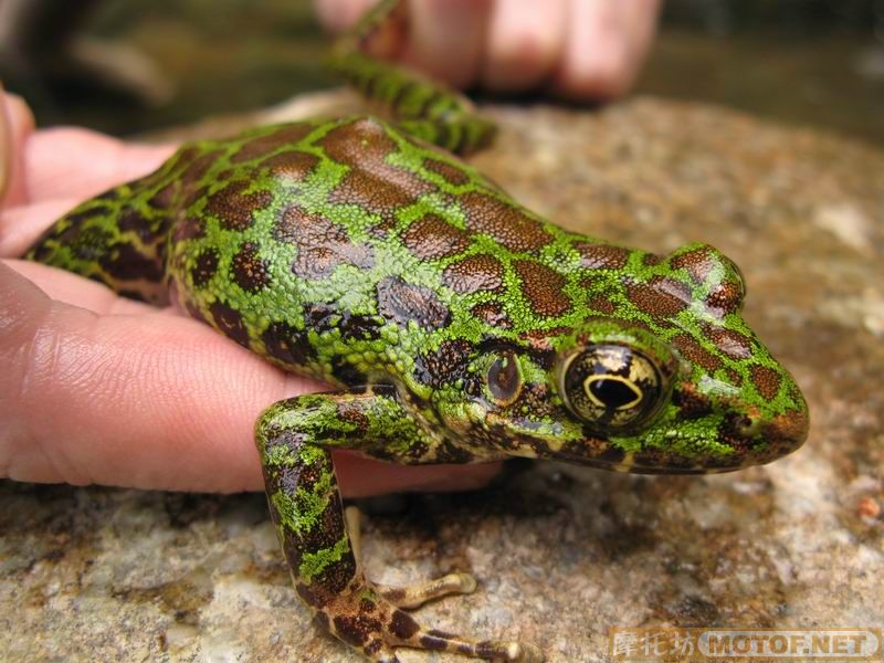 [原创]青蛙妹妹与王子们的故事