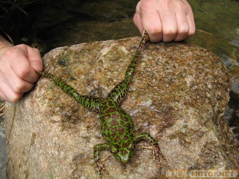 [原创]青蛙妹妹与王子们的故事