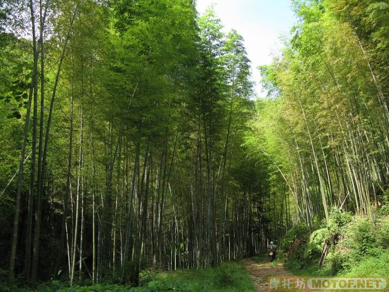 [原创]青蛙妹妹与王子们的故事