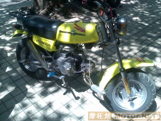 廣東湛江2488出售猴仔