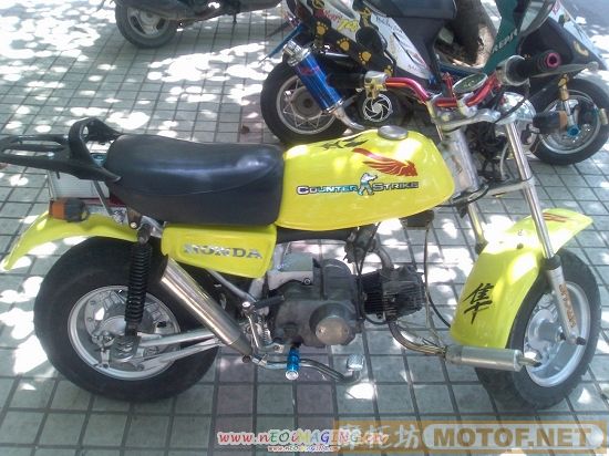 廣東湛江2488出售猴仔