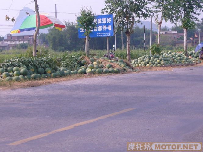 黄八仔