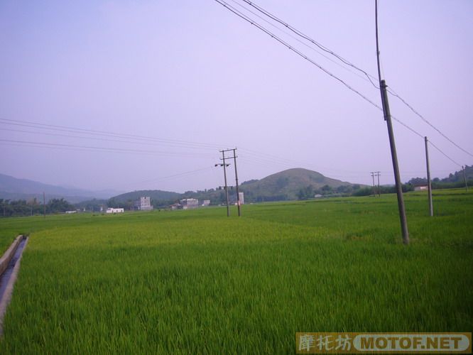 黄八仔