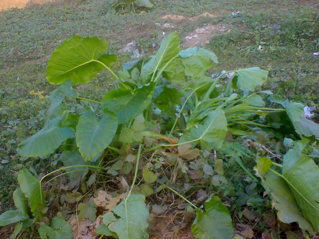 DSC00250.JPG