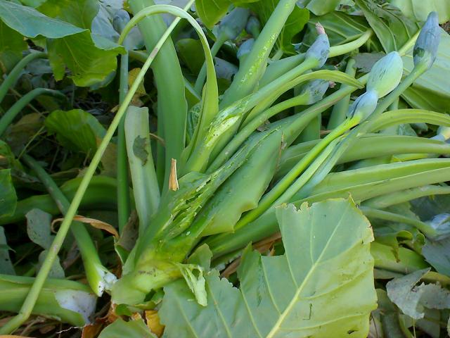 DSC00251.JPG