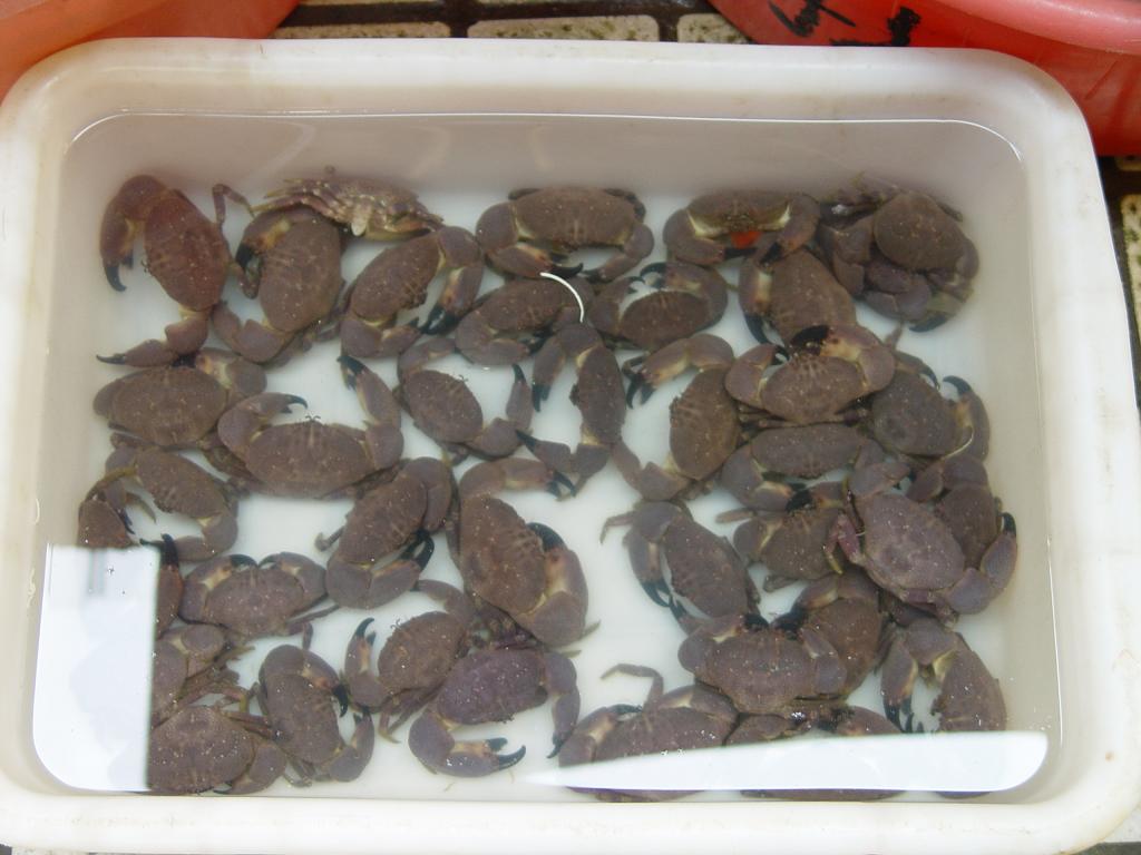DSC07052.JPG