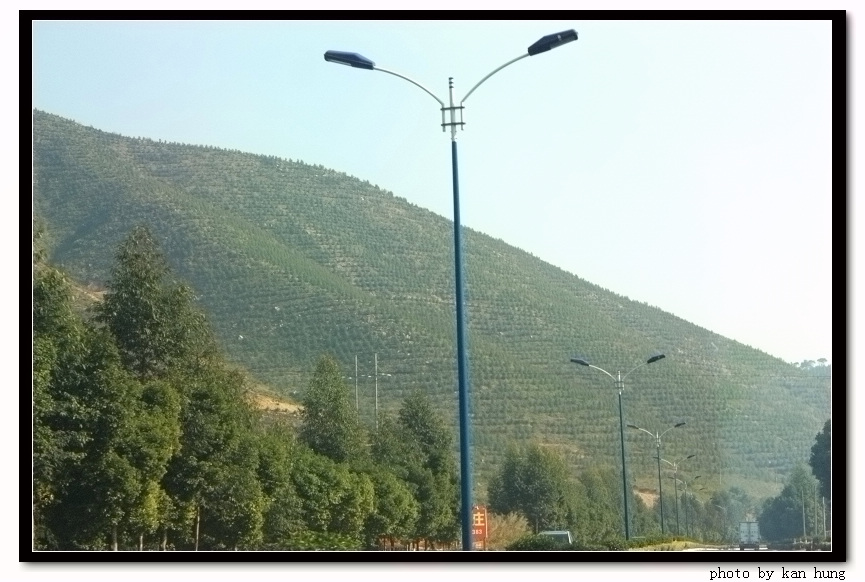 满山柑树