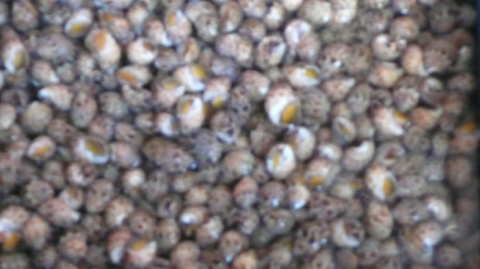 P1060169.jpg