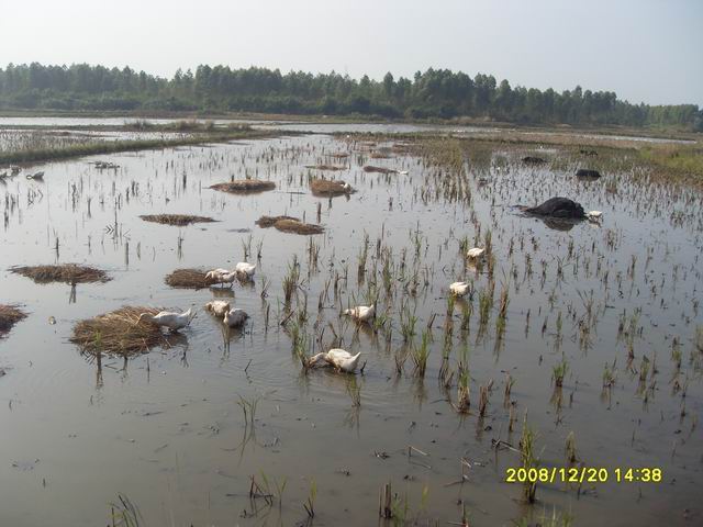 SDC11270.jpg