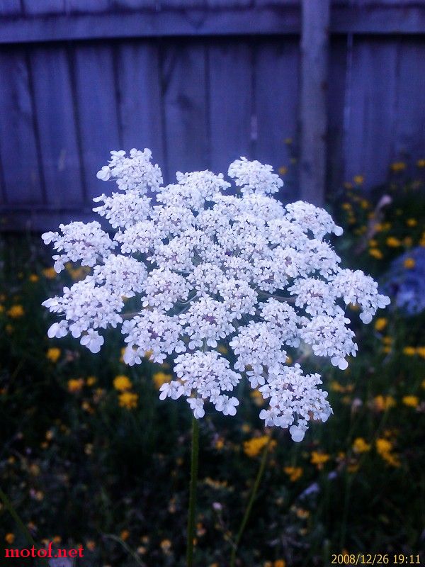 pt flower.jpg