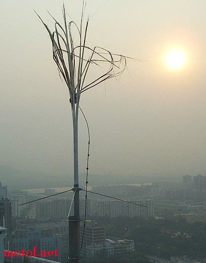扫把头.jpg