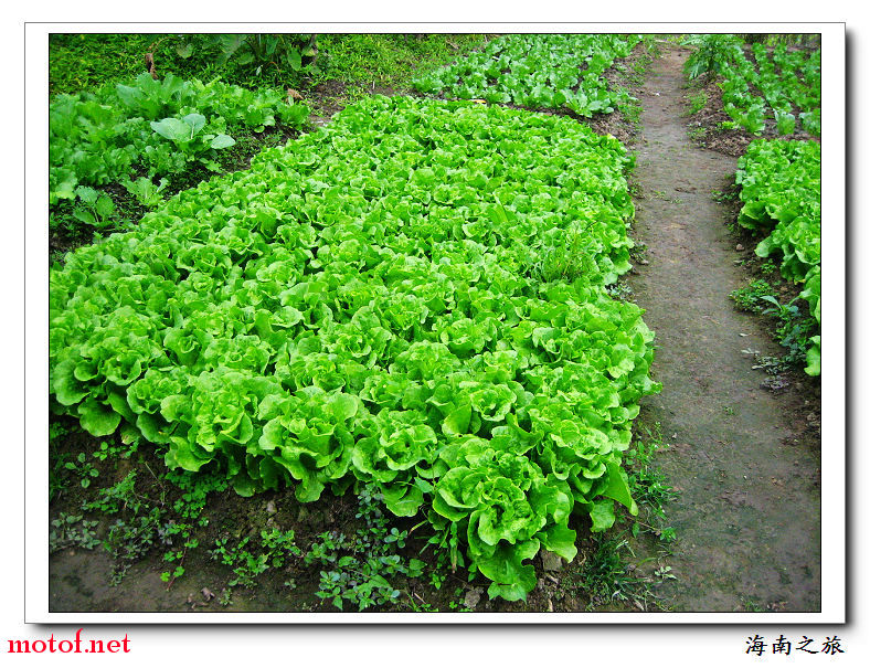 朋友家里的菜