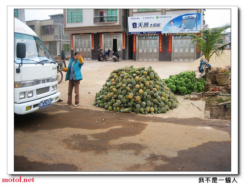 死百婆卖菠萝就是这样得来的