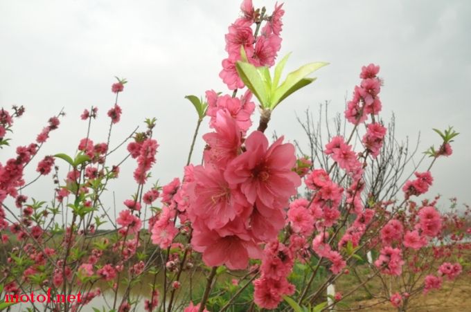 桃花满天下