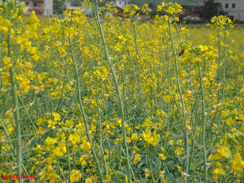 DSC00466_调整大小.JPG
