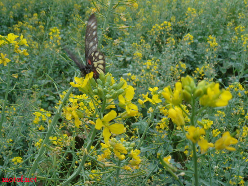 DSC00458_调整大小.JPG