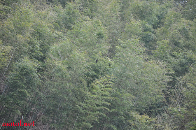说是山鸡～～实际上～～哈哈～～
