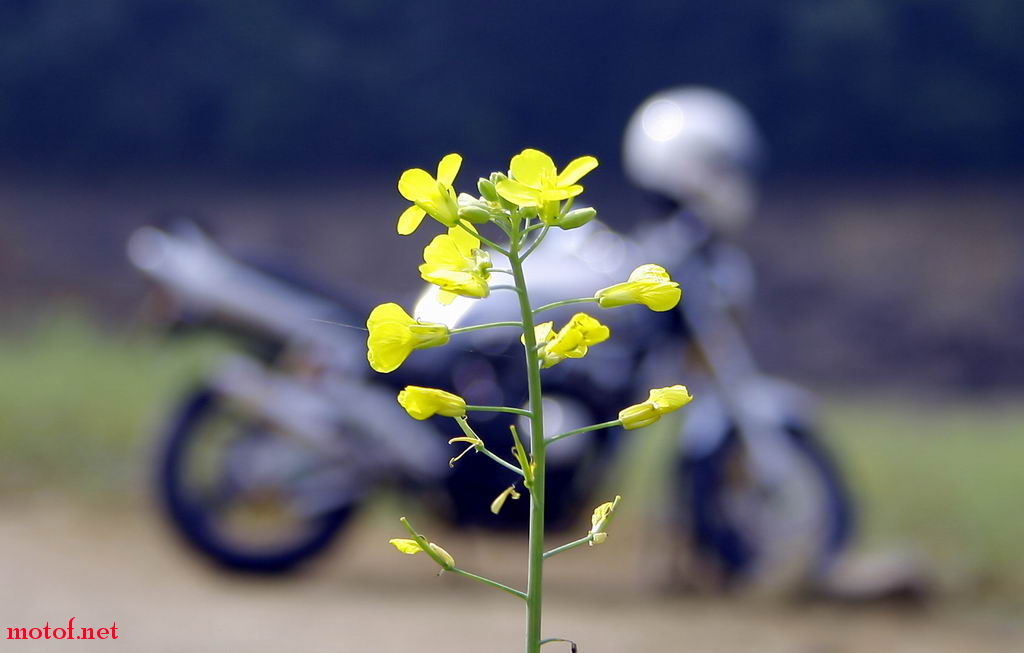菜花一小堆