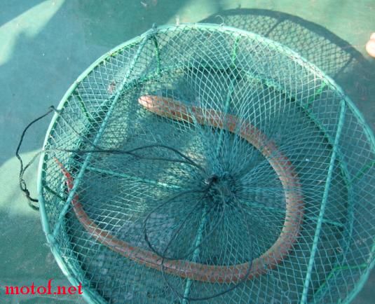 抓到条海鳝