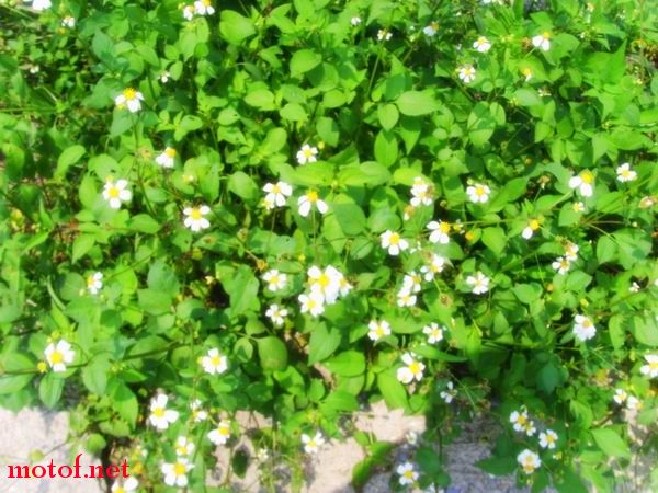 PIC_0765.jpg