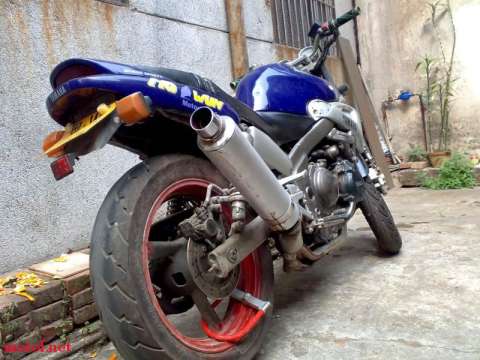 YAMAHA海豚