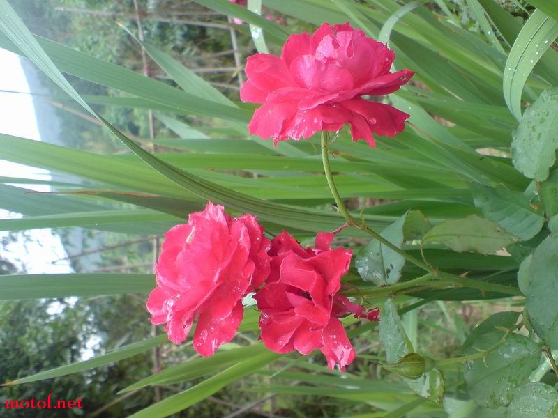 DSC00285.jpg
