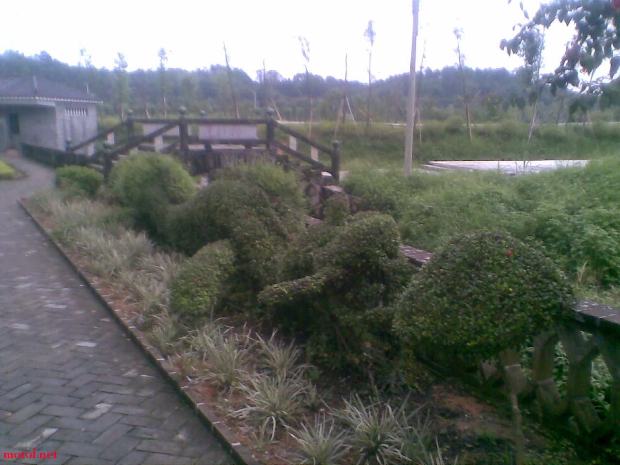 龙型
