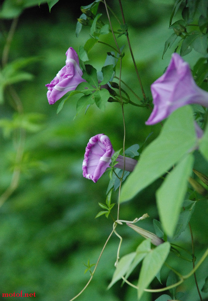 DSC_0053.JPG