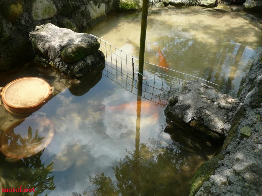 饭店老板养鱼之地，老板也很透明，说这些鱼不是野生的，是人工养的，但一样清甜，为什么？