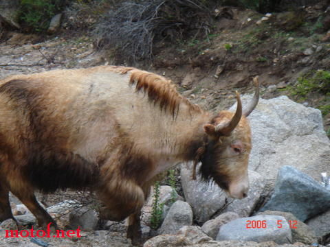 6f52cnb.jpg
