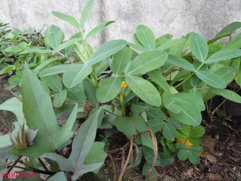 P1120834_调整大小.JPG