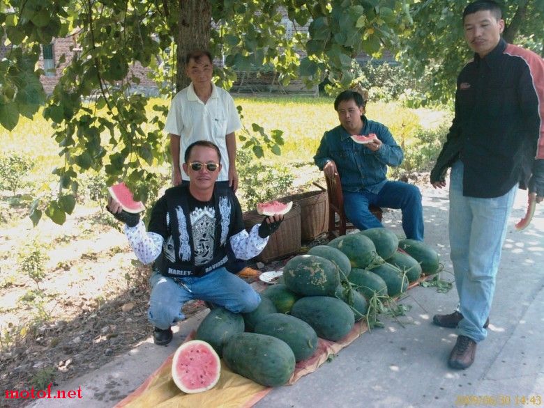 连州西瓜正!够新鲜