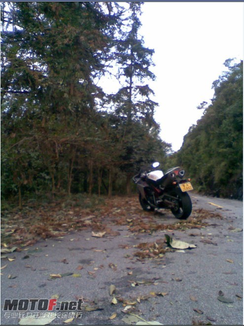 天冷好多树叶.jpg