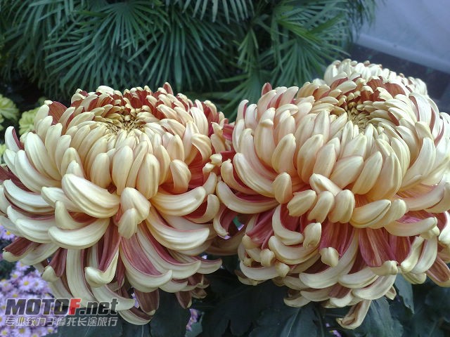 20091129721.jpg