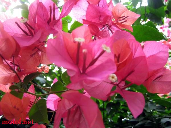 IMG_0787.JPG