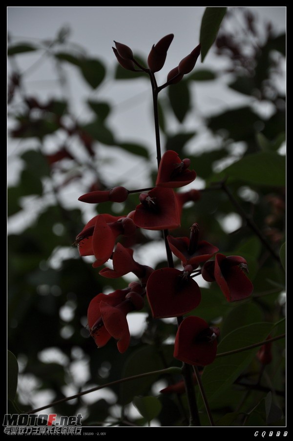 DSC_0398.JPG
