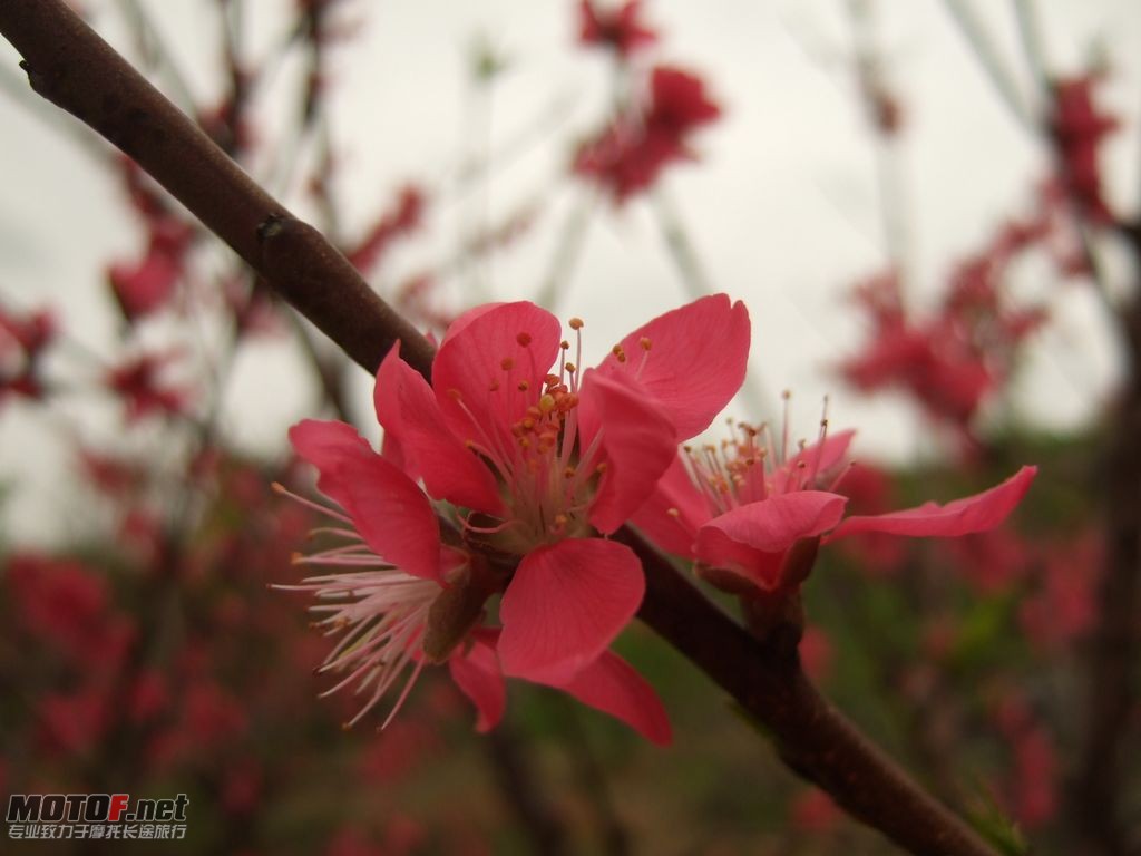 DSCF2125.jpg
