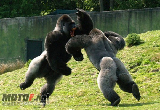 20090304_3feebd86453ab3a26ade4yhDQHCDBU2N.jpg