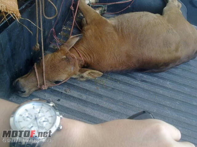 小牛你真可怜