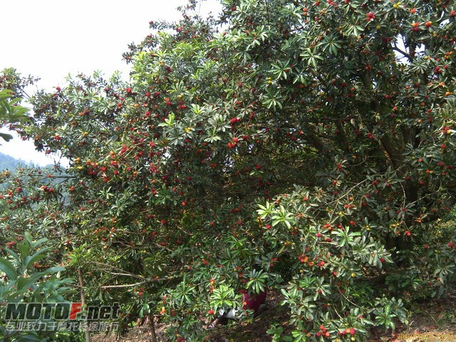 IMAG0035.jpg