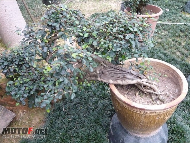 P1160187_调整大小.JPG
